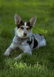 Australian Cattle Dog Mix